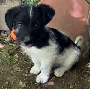 Xavi – geb. ca. 02/2026