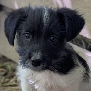 Xavi – geb. ca. 02/2026