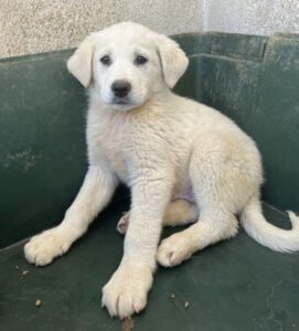 Zion – geb. ca. 02/2026