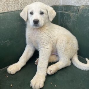 Zion – geb. ca. 02/2026