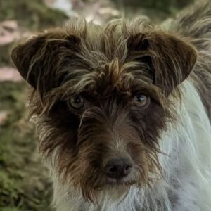 Zoi – geb. ca. 11/2024