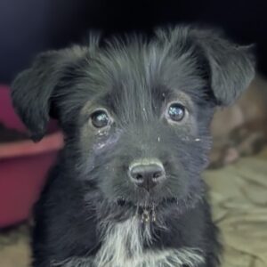 Zyna – geb. ca. 02/2026