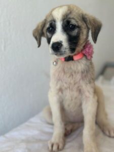 Amira – geb. ca. 03/2026