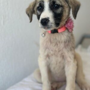Amira – geb. ca. 03/2026