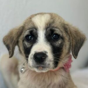 Amira – geb. ca. 03/2026