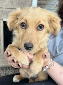 Audrey – geb. ca. 03/2026