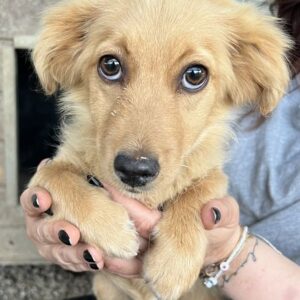 Audrey – geb. ca. 03/2026