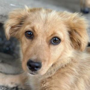 Audrey – geb. ca. 03/2026