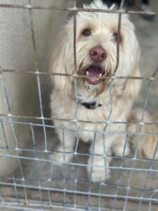 Bella – geb. ca. 06/2023