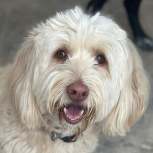 Bella – geb. ca. 06/2023
