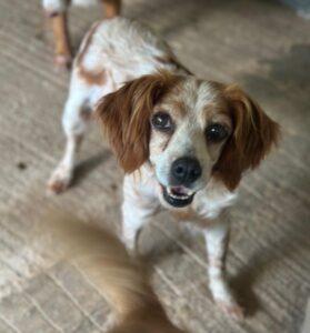 Cara – geb. ca. 06/2019