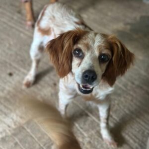 Cara – geb. ca. 06/2019
