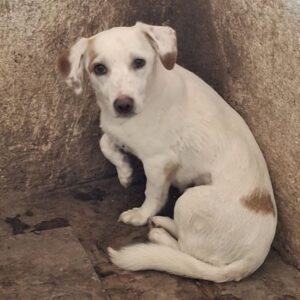 Chilli – geb. ca. 12/2024