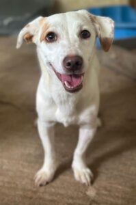Chilli – geb. ca. 12/2024