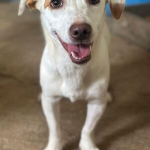 Chilli – geb. ca. 12/2024