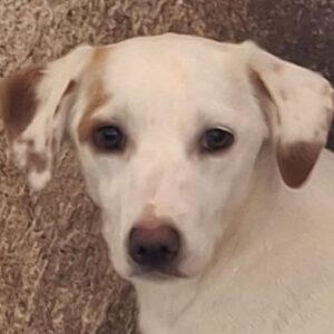 Chilli – geb. ca. 12/2024