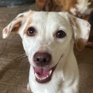 Chilli – geb. ca. 12/2024