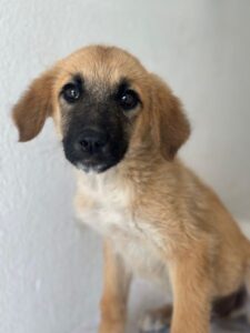 Cindy – geb. ca. 03/2026
