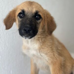 Cindy – geb. ca. 03/2026