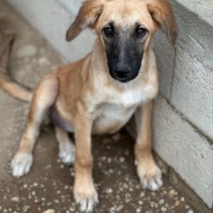 Cindy – geb. ca. 03/2026