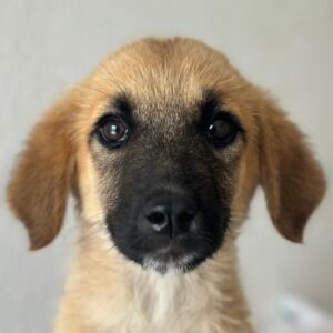 Cindy – geb. ca. 03/2026