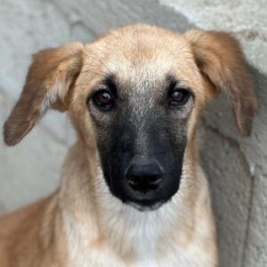 Cindy – geb. ca. 03/2026