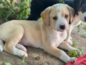 Deniz – geb. ca. 03/2026
