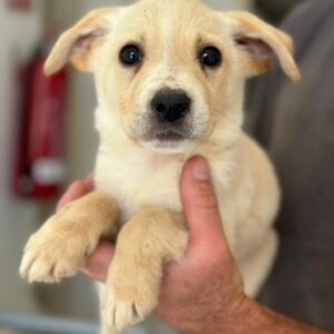 Emilo – geb. ca. 03/2026