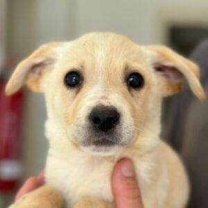 Emilo – geb. ca. 03/2026