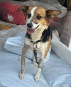 Foxy – geb. ca. 06/2024
