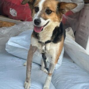 Foxy – geb. ca. 06/2024