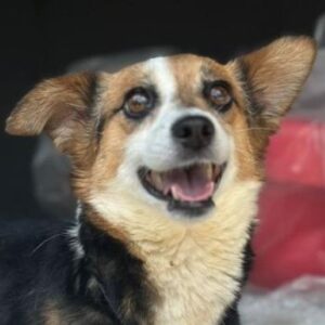 Foxy – geb. ca. 06/2024