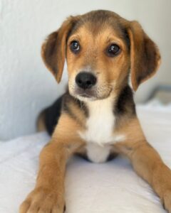 Holly – geb. ca. 03/2026 – reserviert