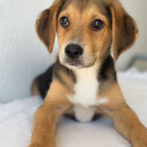 Holly – geb. ca. 03/2026 – reserviert