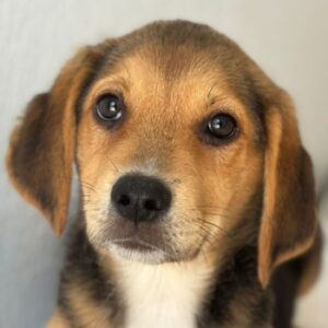 Holly – geb. ca. 03/2026 – reserviert