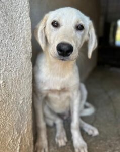 Inara – geb. ca. 03/2026