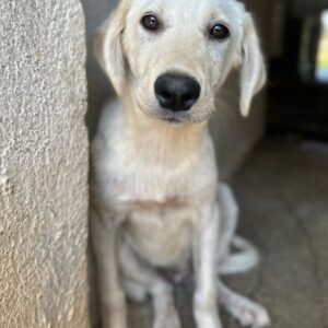 Inara – geb. ca. 03/2026
