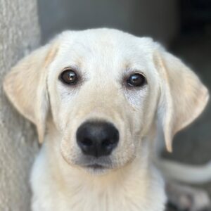 Inara – geb. ca. 03/2026