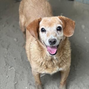 Jacky – geb. ca. 05/2018