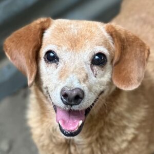 Jacky – geb. ca. 05/2018
