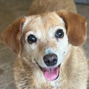 Jacky – geb. ca. 05/2022
