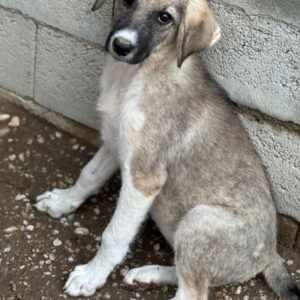 Karolina – geb. ca. 03/2026