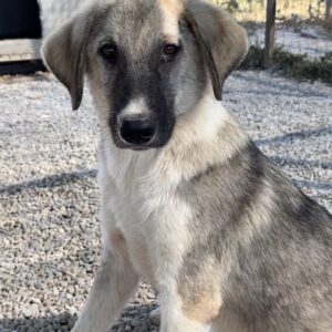 Karolina – geb. ca. 03/2026