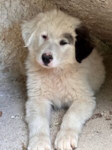 Kenan – geb. ca. 02/2026