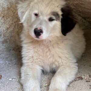 Kenan – geb. ca. 02/2026