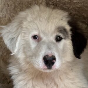 Kenan – geb. ca. 02/2026