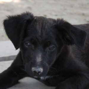 Luano – geb. ca. 02/2026