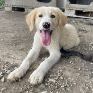 Marci – geb. ca. 03/2026