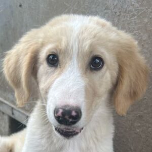 Marci – geb. ca. 03/2026
