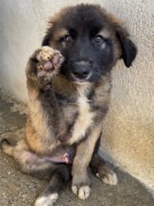 Mickey – geb. ca. 03/2026